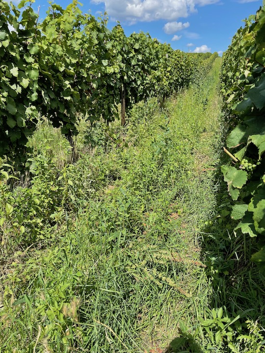 Peter Jakob Kühn Riesling Sankt Nikolaus 2021 GG BIO
