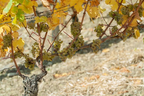 Dönnhoff Roxheimer Höllenpfad Riesling Erstes Gewächs trocken 2023