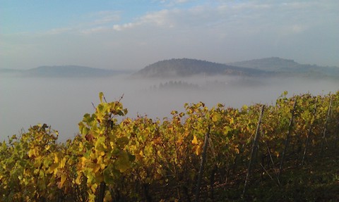 Forstmeister Geltz Zilliken Saarburg Rausch Riesling Großes Gewächs 2019 MAGNUM