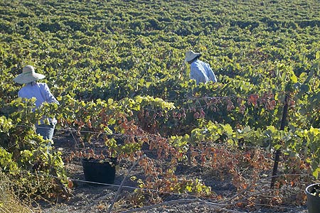 Perez-Marin-La-Guita-Manzanilla-3.jpg