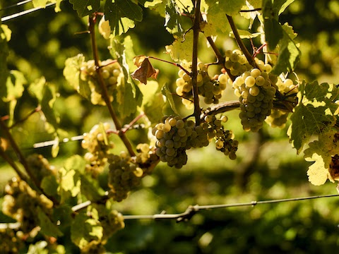 Dönnhoff Höllenpfad im Mühlenberg Riesling GG 2020
