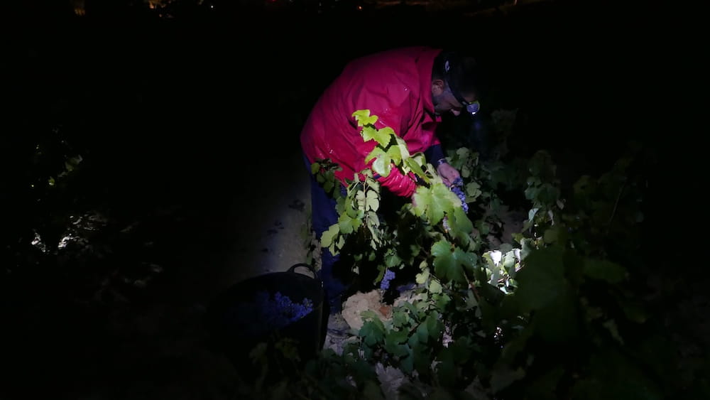 Abel Mendoza Grano a Grano Tempranillo 2022
