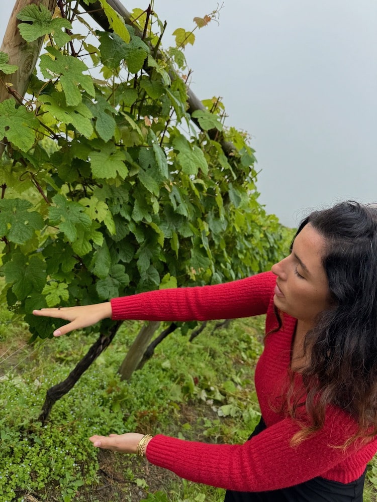 Bodega K5 Sobre Lias Txakoli 2021