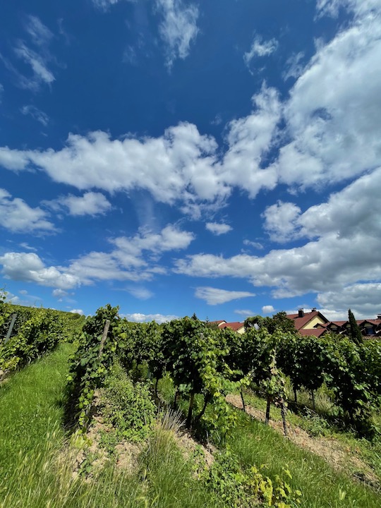 Peter Jakob Kühn Riesling Sankt Nikolaus 2021 GG BIO