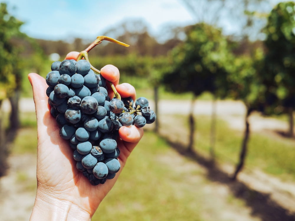 Ausgewählte australische Weine bei Fenske´s Weine & Feinkost
