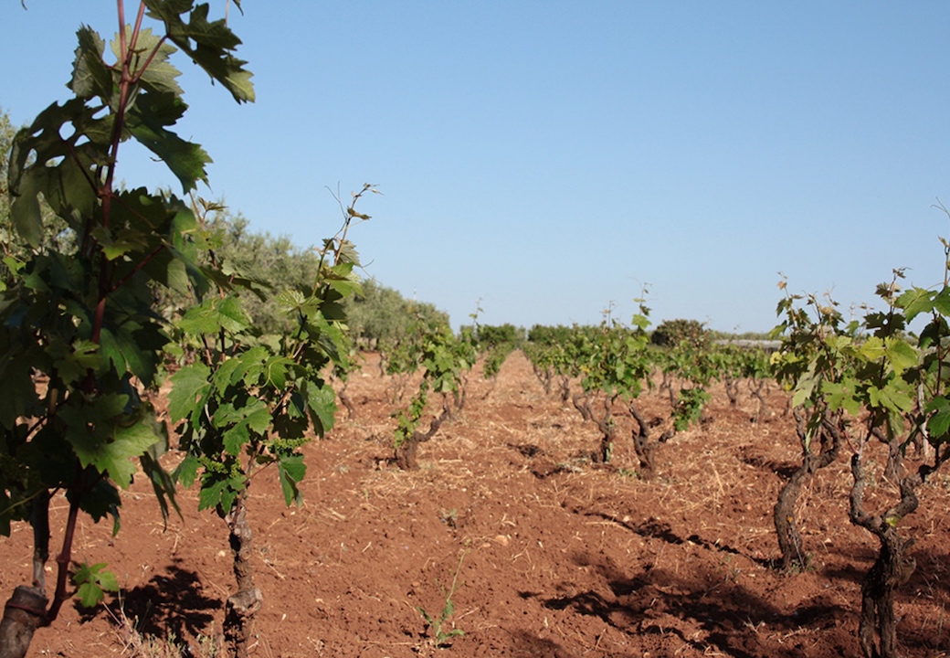 Cantina Angiuli Donato Primitivo Puglia Rosso