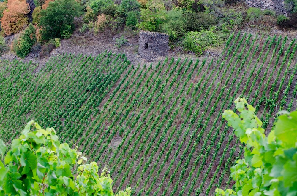 K. H. Schneider Schlossböckelheim Vulkangestein Riesling trocken 2023
