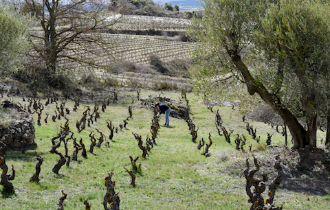Sierra de Tolono La Dula Garnachas de Altura 2023