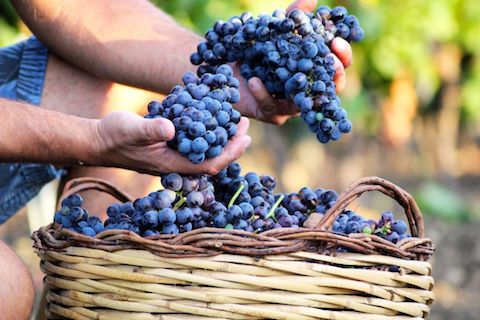 I Muri Primitivo Puglia Vigneti del Salento