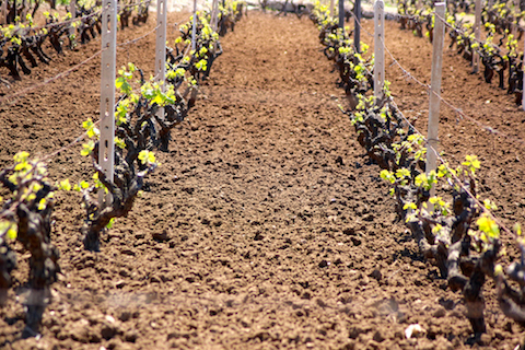 I Muri Primitivo Puglia Vigneti del Salento