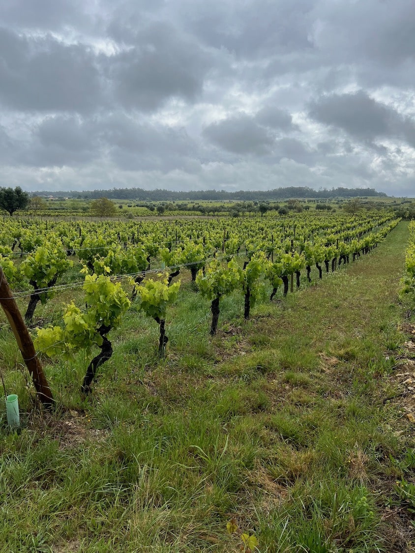 Kompassus Baga Reserva 2020 tinto