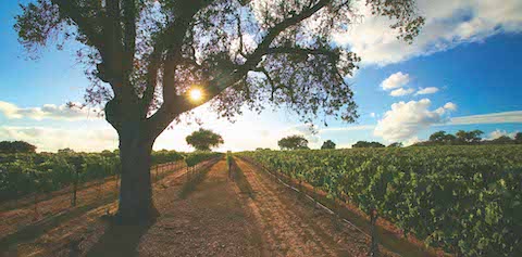 Epiphany Rodney´s Vineyard Petite Sirah 2017