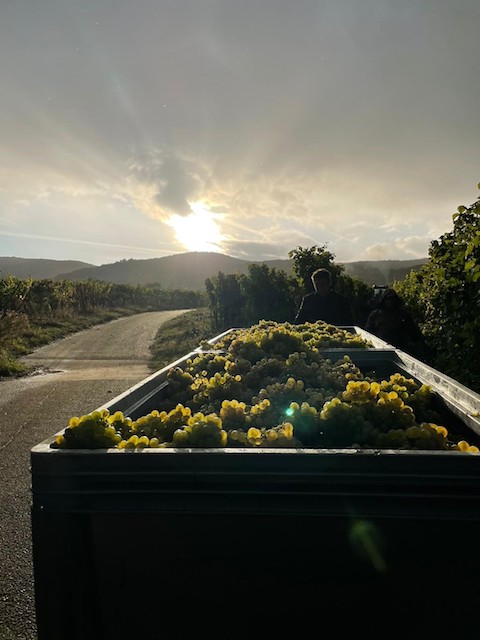 Von Winning Marmar Riesling 2020
