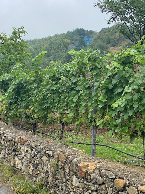Pichler-Krutzler Grüner Veltliner Rothenhof Alte Reben 2021