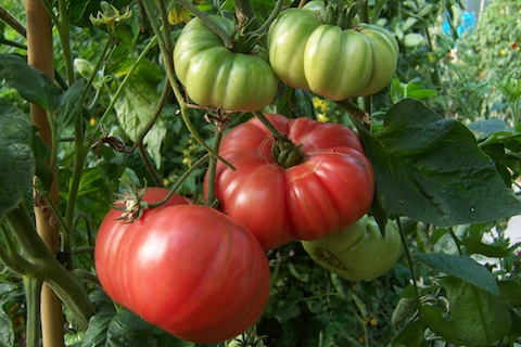 Tomaten