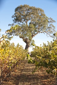 Coonawarra