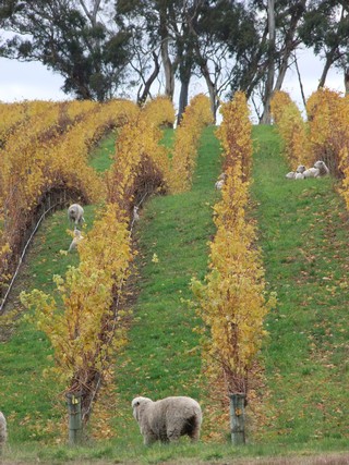 Adelaide Hills